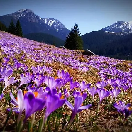 Malinovy Sen Ii ハボフカ