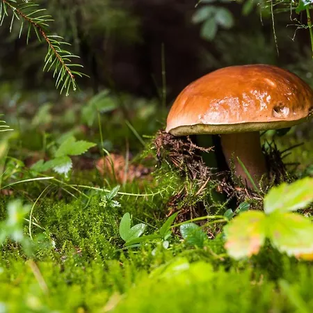 Malinovy Sen Ii شقة